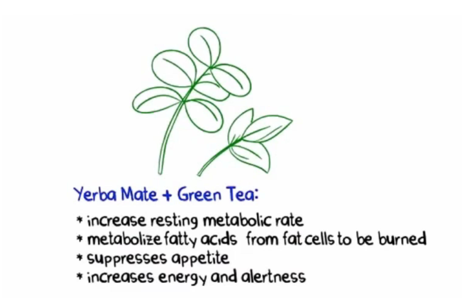 Herba Mate - Living Fit Lifestyle